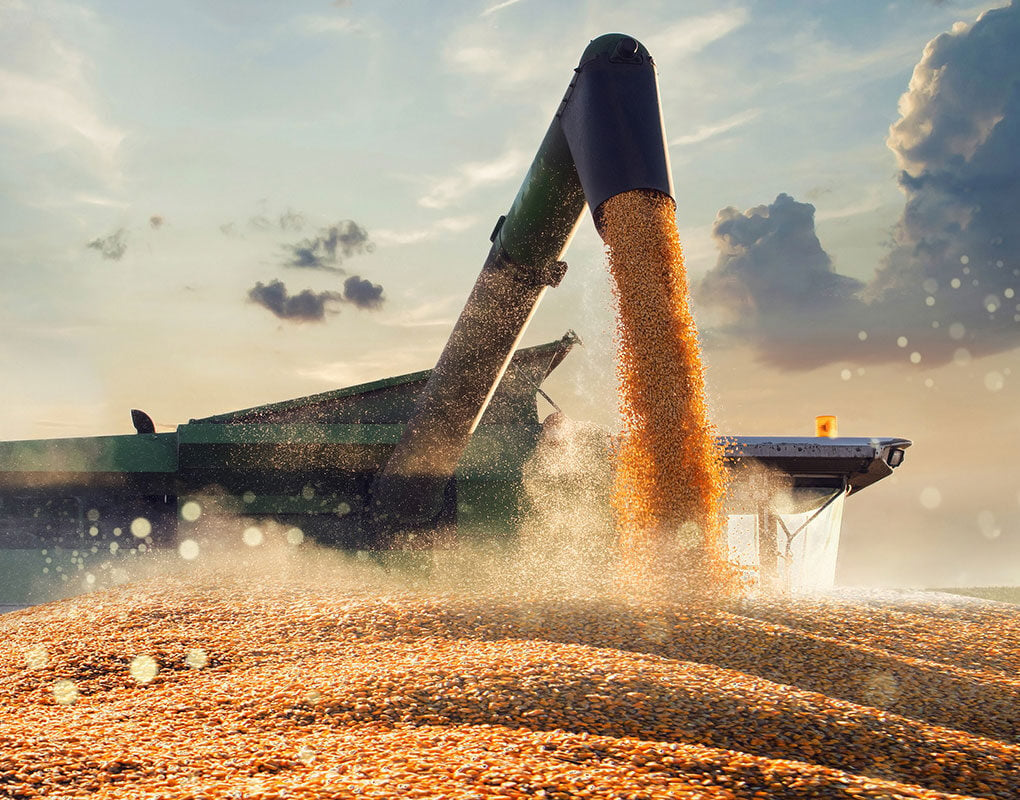 agriculture equipment harvesting corn on a field